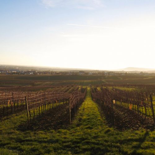 Auf diesem Bild ist ein Weingarten an einem sonnigen Tag zu sehen.
