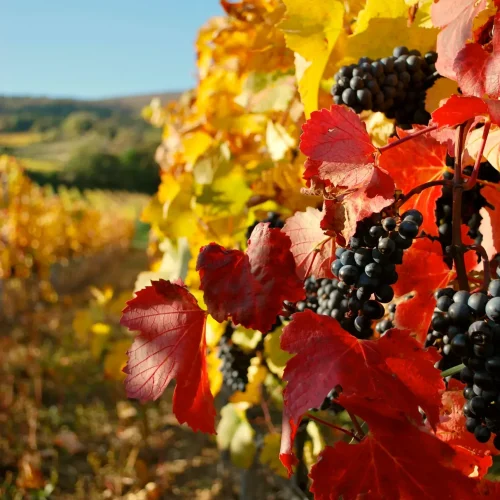 thermenregion baden unterkunft pension pia