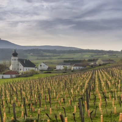 Vineyards and Thallern winery in spring, Anninger mountain in background, Gumpoldskirchen near Vienna, Lower Austria, Austria
